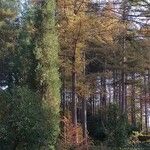 Cupressus gigantea Habit
