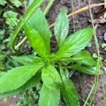 Mimulus alatus Blatt