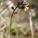 Myosotis balbisiana Flor