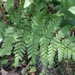 Dryopteris aemula Blad