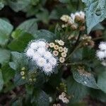 Ageratina adenophoraЦветок