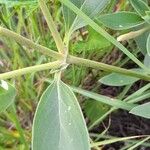 Alternanthera flavescens Leaf