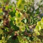 Rumex roseus Flor