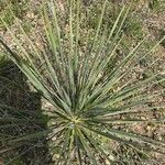 Yucca arkansana Лист