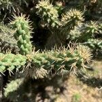 Cylindropuntia prolifera Leaf