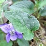 Viola riviniana 叶
