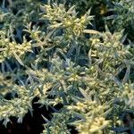 Artemisia ludoviciana Hábito