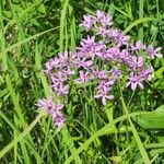 Phlox pilosa Kvet