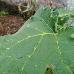 Solanum mammosum Levél