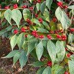 Lonicera maackii Fruit