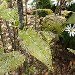 Monarda fistulosa 葉