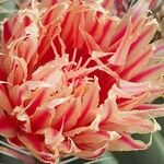 Echinocactus texensis പുഷ്പം