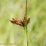 Rhynchospora fusca Fruit