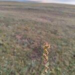 Artemisia rupestris Flor