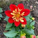 Dahlia pinnataFlower