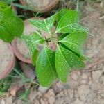 Mansoa alliacea Leaf