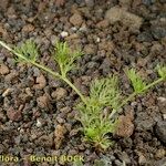 Adonis microcarpa Vekstform