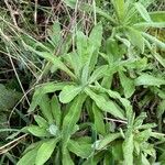 Pseudognaphalium undulatum 葉