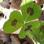 Medicago arabica Leaf