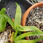 Glottiphyllum depressum برگ