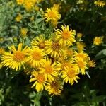 Inula helvetica 花