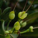 Barringtonia asiatica Fruit