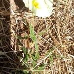 Monsonia longipes Leaf