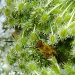 Ammi majus Fruto