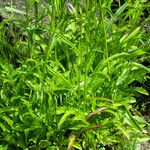 Campanula persicifolia Blatt