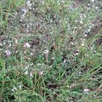 Clinopodium nepeta Vekstform