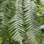 Cyathea cooperiBlad