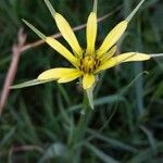 Tragopogon dubiusBlomst