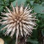 Echinops sphaerocephalus Gyümölcs