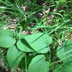 Dioscorea villosa Leaf