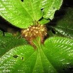 Clidemia taurina Leaf