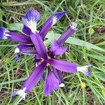Iris spuria Цветок