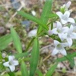 Houstonia longifolia Hoja