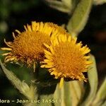 Inula helenioides 花