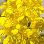 Sisymbrium austriacum Flower