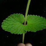 Nepeta lamiopsis Diğer