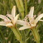 Chaetadelpha wheeleri Flower