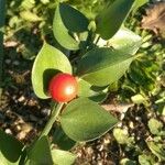 Ruscus aculeatus 葉