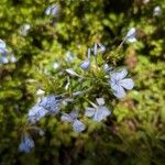 Plumbago auriculataFlower