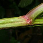 Urera fenestrata Kabuk