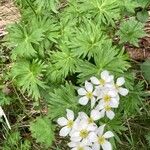 Anemonastrum narcissiflorum Blüte