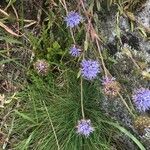Jasione montana फूल