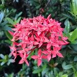 Ixora chinensisFlor