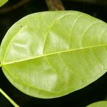 Heisteria scandens Leaf
