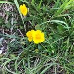 Potentilla aureaFlor