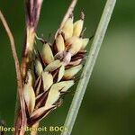 Carex buxbaumii Плід